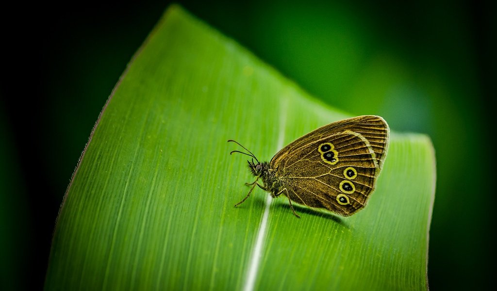 Обои насекомое, бабочка, крылья, лист, растение, insect, butterfly, wings, sheet, plant разрешение 1920x1200 Загрузить