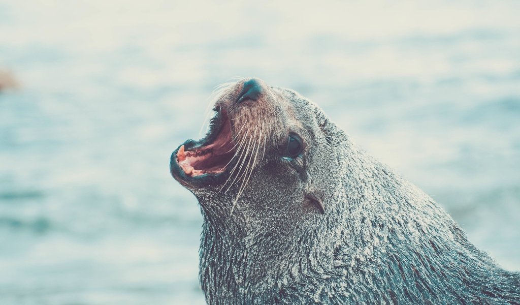 Обои морда, животное, тюлень, морской лев, face, animal, seal, sea lion разрешение 3872x2176 Загрузить