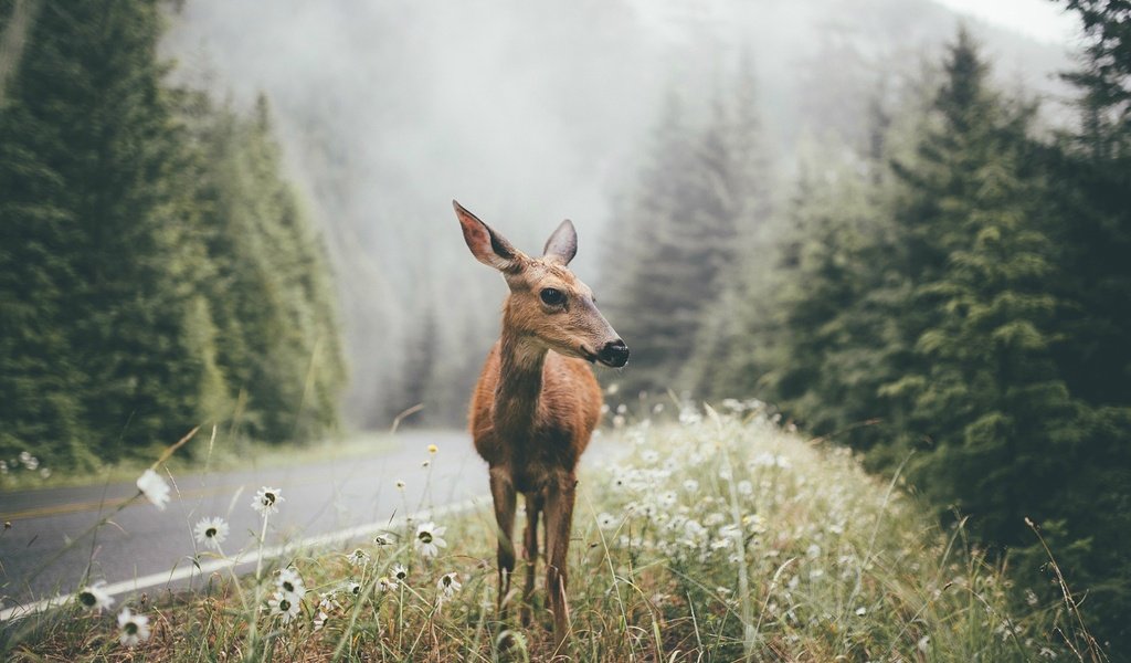 Обои олень, пейзаж, сосны, дикая природа, белохвостый олень, deer, landscape, pine, wildlife, white-tailed deer разрешение 1920x1200 Загрузить