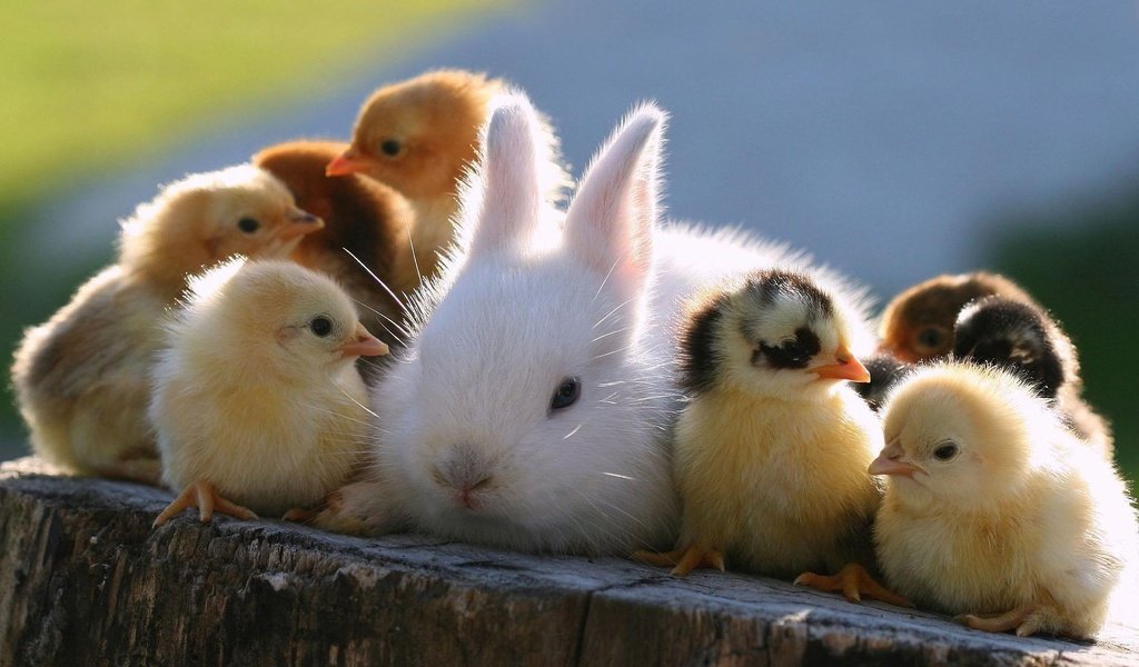 Обои кролик, животное, друзья, пень, птенцы, цыплята, rabbit, animal, friends, stump, chicks, chickens разрешение 1920x1200 Загрузить