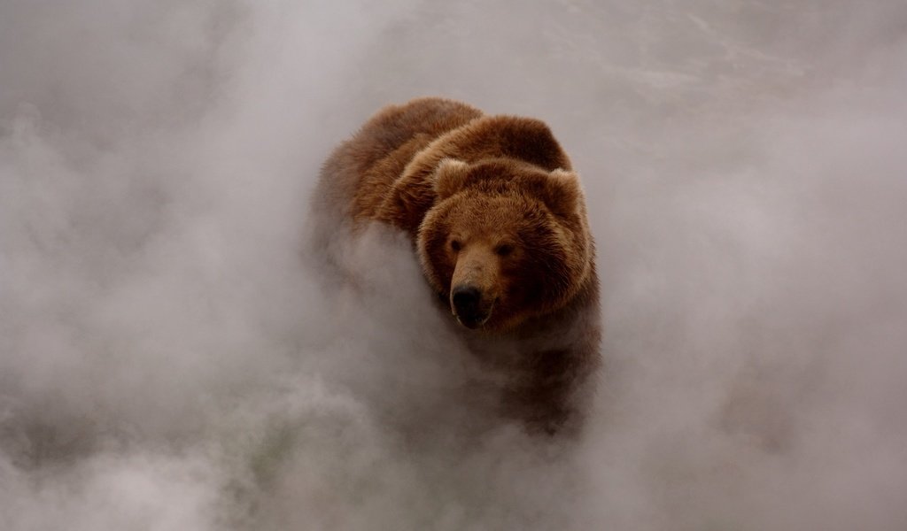 Обои морда, туман, взгляд, медведь, бурый медведь, face, fog, look, bear, brown bear разрешение 1920x1080 Загрузить
