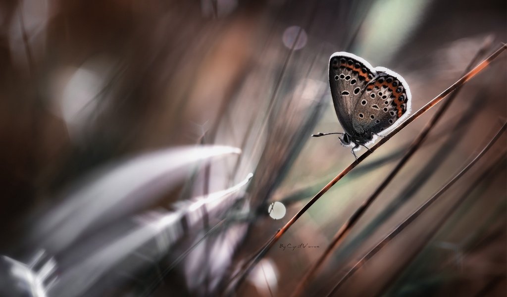 Обои трава, насекомое, фон, бабочка, крылья, grass, insect, background, butterfly, wings разрешение 1920x1200 Загрузить