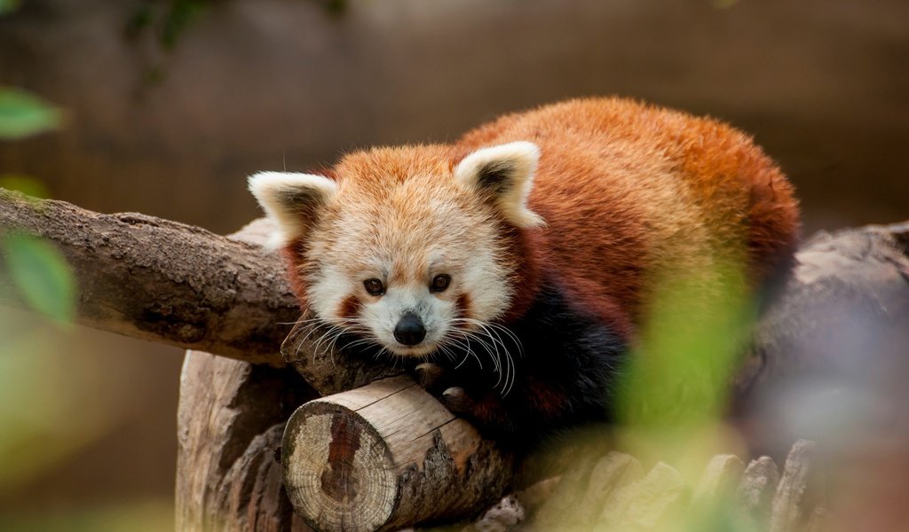 Обои дерево, фон, усы, взгляд, животное, дикая природа, красная панда, tree, background, mustache, look, animal, wildlife, red panda разрешение 2560x1600 Загрузить