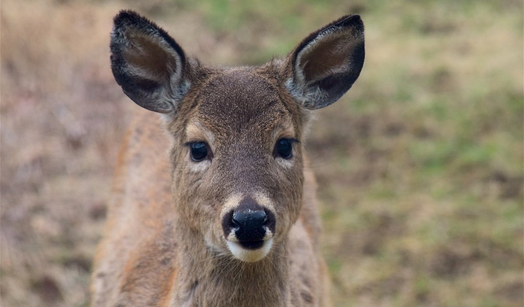 Обои морда, олень, взгляд, уши, face, deer, look, ears разрешение 4496x3000 Загрузить