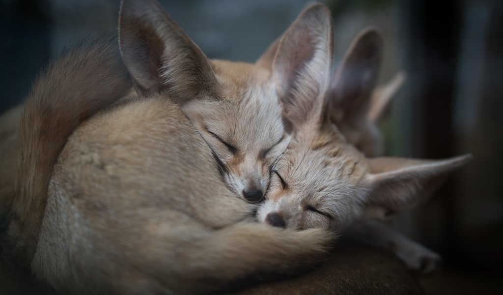 Обои природа, животные, сон, фенек, ушки, уют, лисички, лисы, nature, animals, sleep, fenech, ears, comfort, chanterelles, fox разрешение 7439x4962 Загрузить