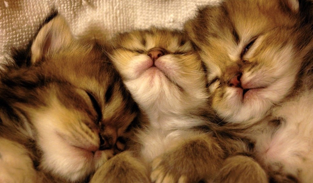 Обои сон, кошки, котята, мордочки, милые, sleep, cats, kittens, faces, cute разрешение 1920x1080 Загрузить