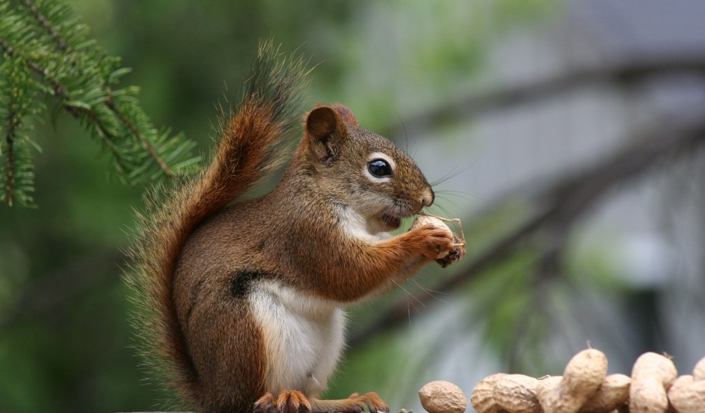 Обои орехи, хвоя, профиль, белка, хвост, арахис, белочка, nuts, needles, profile, protein, tail, peanuts, squirrel разрешение 1920x1200 Загрузить