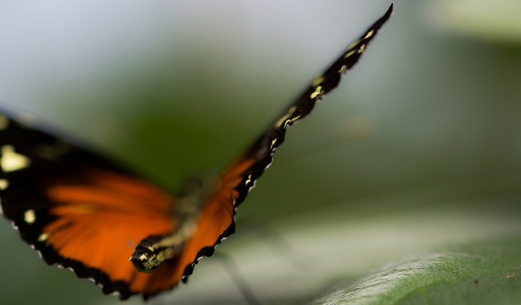 Обои природа, макро, бабочка, крылья, насекомые, размытость, nature, macro, butterfly, wings, insects, blur разрешение 2560x1440 Загрузить