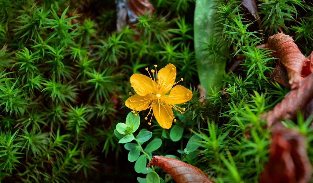 Обои желтый, растения, цветок, лепестки, зверобой, зверобой олимпийский, yellow, plants, flower, petals, st. john's wort, st. john's wort olympic разрешение 3000x1869 Загрузить