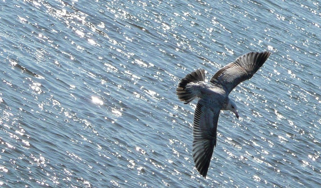 Обои вода, полет, чайка, океан, птица, животное, water, flight, seagull, the ocean, bird, animal разрешение 1920x1280 Загрузить