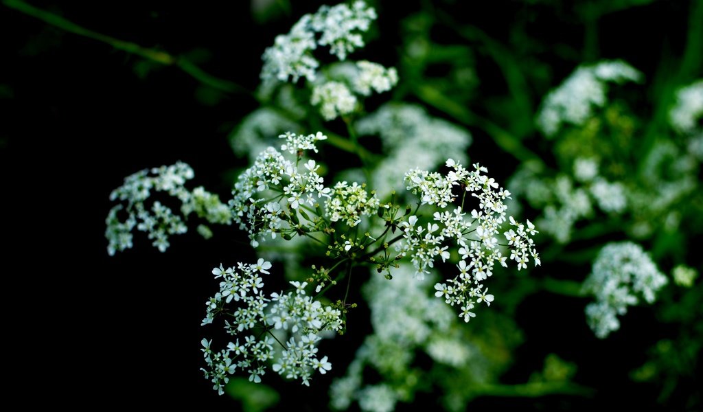 Обои цветы, природа, цветение, макро, белые, flowers, nature, flowering, macro, white разрешение 6000x3569 Загрузить