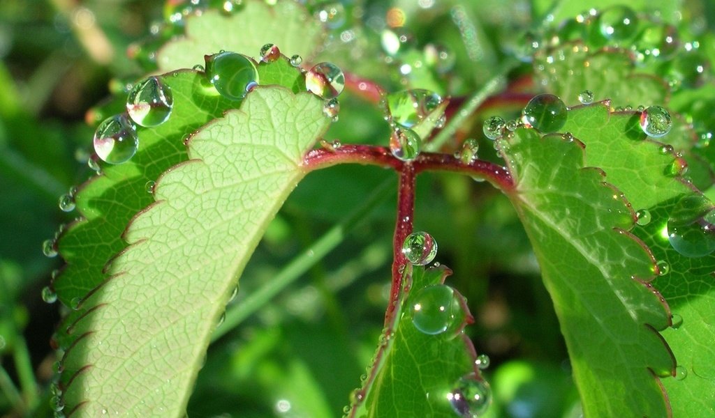 Обои природа, листья, роса, капли, растение, nature, leaves, rosa, drops, plant разрешение 1944x1446 Загрузить