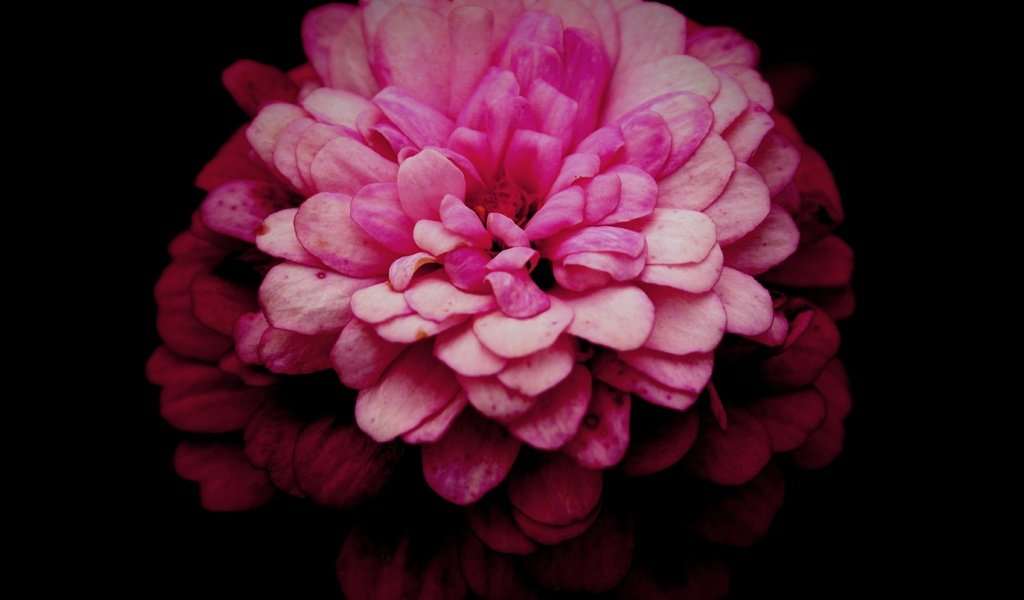Обои макро, цветок, лепестки, розовый, хризантема, маргаритка, macro, flower, petals, pink, chrysanthemum, daisy разрешение 5472x3648 Загрузить