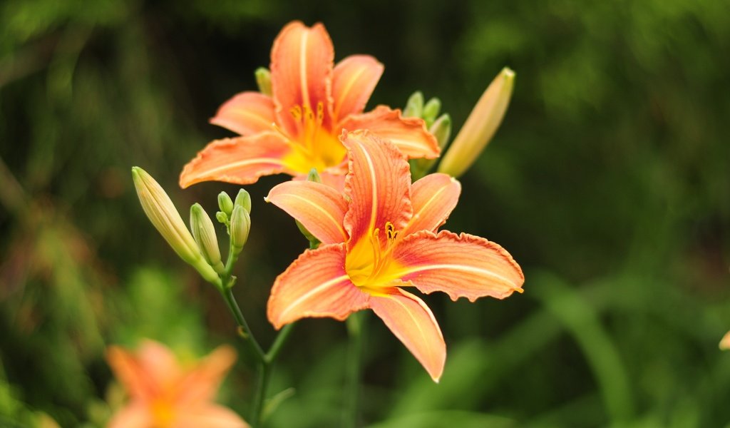 Обои цветы, бутоны, лепестки, лилии, оранжевые, лилейник, flowers, buds, petals, lily, orange, daylilies разрешение 4288x2848 Загрузить