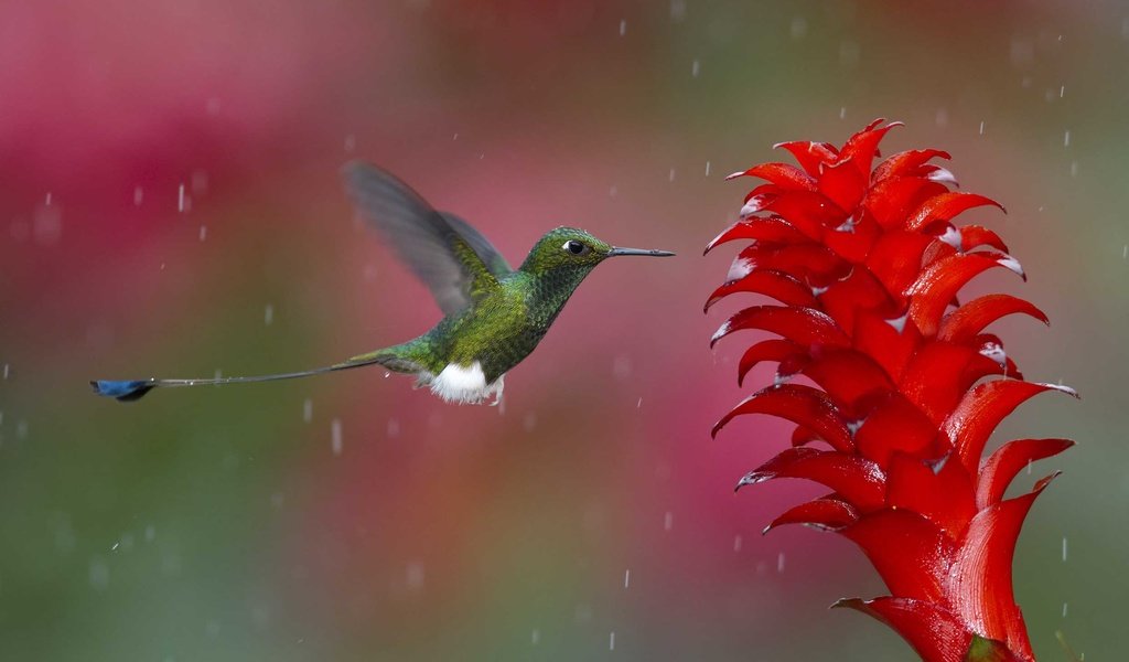 Обои природа, полет, цветок, птица, дождь, растение, колибри, nature, flight, flower, bird, rain, plant, hummingbird разрешение 2480x1651 Загрузить