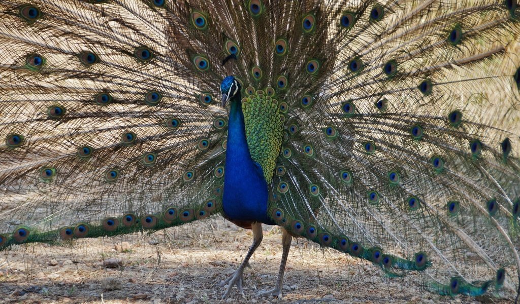 Обои птица, павлин, перья, хвост, bird, peacock, feathers, tail разрешение 2725x1694 Загрузить