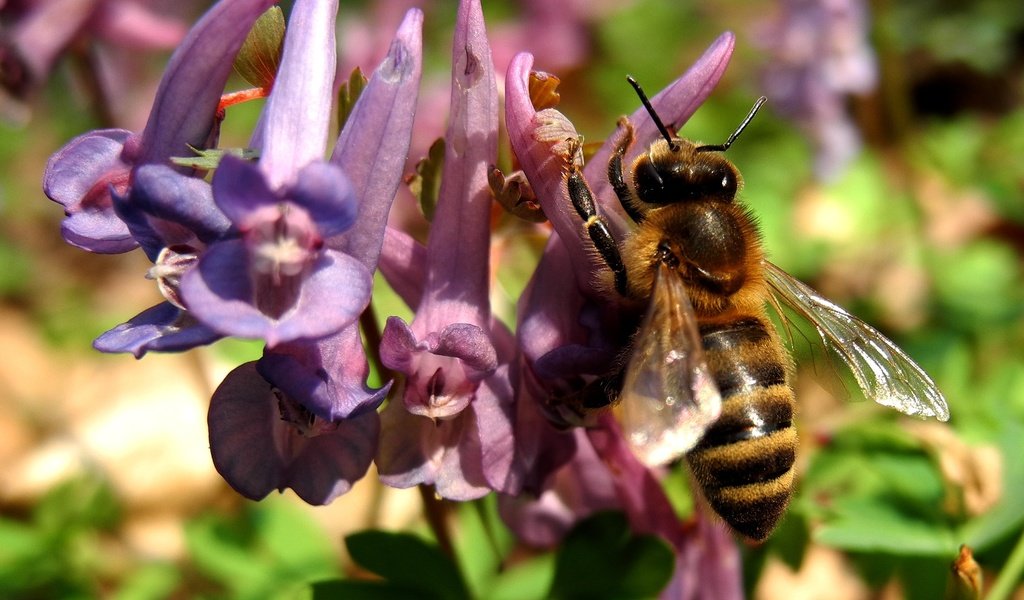 Обои природа, насекомое, цветок, растение, макросъемка, пчела, nature, insect, flower, plant, macro, bee разрешение 2581x1936 Загрузить