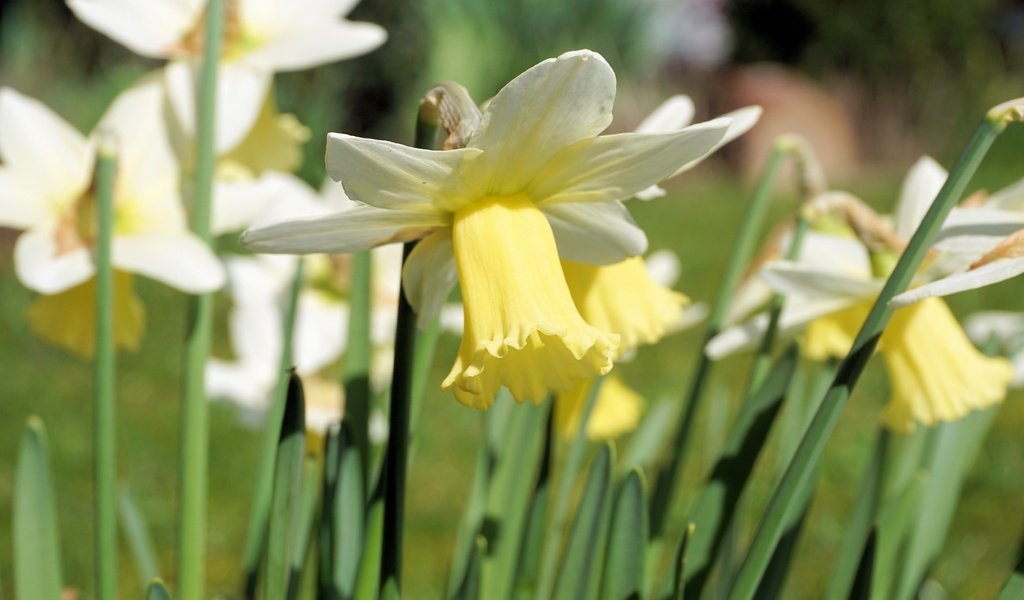 Обои цветы, лепестки, стебли, нарциссы, flowers, petals, stems, daffodils разрешение 4000x2666 Загрузить