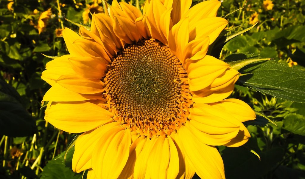 Обои цветок, лепестки, подсолнух, крупным планом, flower, petals, sunflower, closeup разрешение 4608x3456 Загрузить