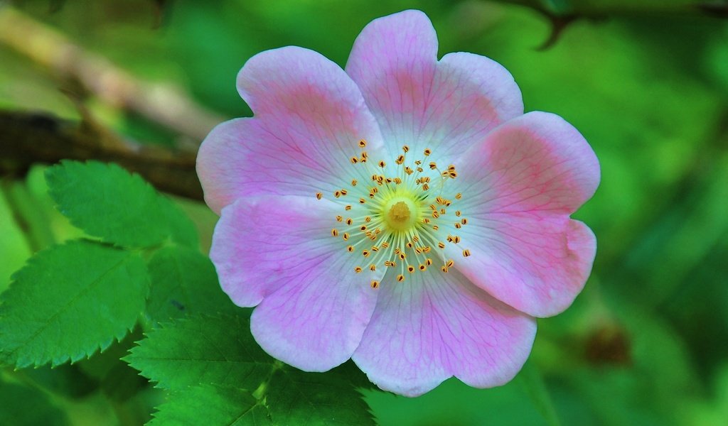 Обои листья, цветок, лепестки, шиповник, макросъемка, дикая роза, leaves, flower, petals, briar, macro, wild rose разрешение 3328x1872 Загрузить