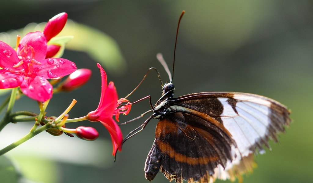 Обои цветы, насекомое, бабочка, крылья, flowers, insect, butterfly, wings разрешение 4343x3063 Загрузить