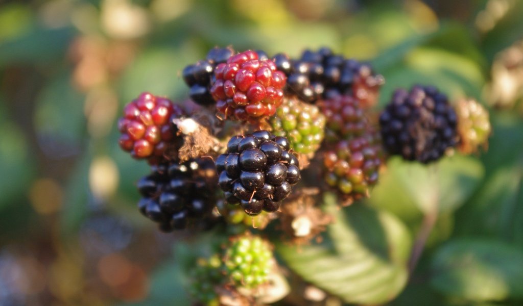 Обои макро, ягоды, кустарник, ежевика, macro, berries, shrub, blackberry разрешение 4288x2848 Загрузить