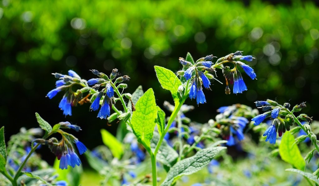 Обои цветы, трава, природа, луг, растение, синие, колокольчики, окопник, flowers, grass, nature, meadow, plant, blue, bells, comfrey разрешение 6000x4000 Загрузить