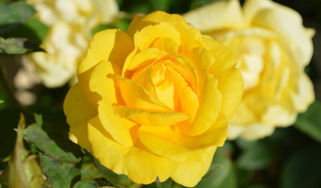 Обои цветы, розы, лепестки, бутон, желтые, flowers, roses, petals, bud, yellow разрешение 6016x4000 Загрузить