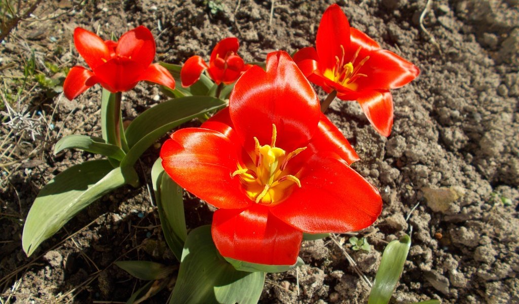 Обои земля, природа, цветок, лепестки, красный, растение, тюльпан, earth, nature, flower, petals, red, plant, tulip разрешение 4608x3456 Загрузить