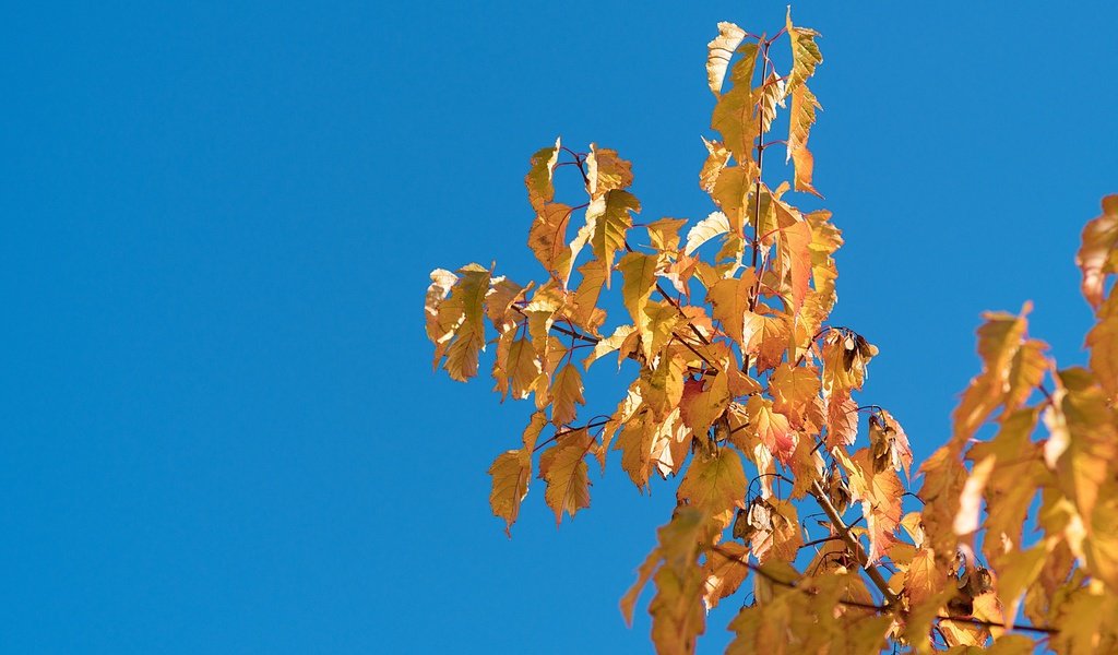 Обои небо, природа, дерево, листья, ветки, листва, осень, the sky, nature, tree, leaves, branches, foliage, autumn разрешение 4000x2667 Загрузить