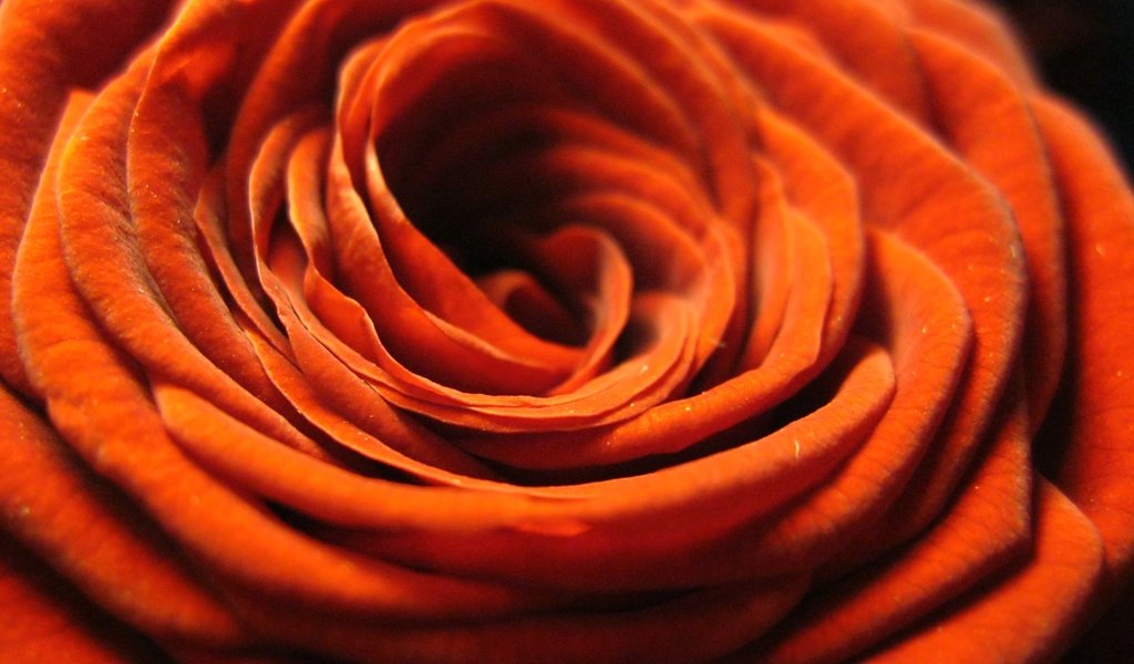 Обои цветок, роза, лепестки, оранжевая, крупным планом, flower, rose, petals, orange, closeup разрешение 3648x2736 Загрузить