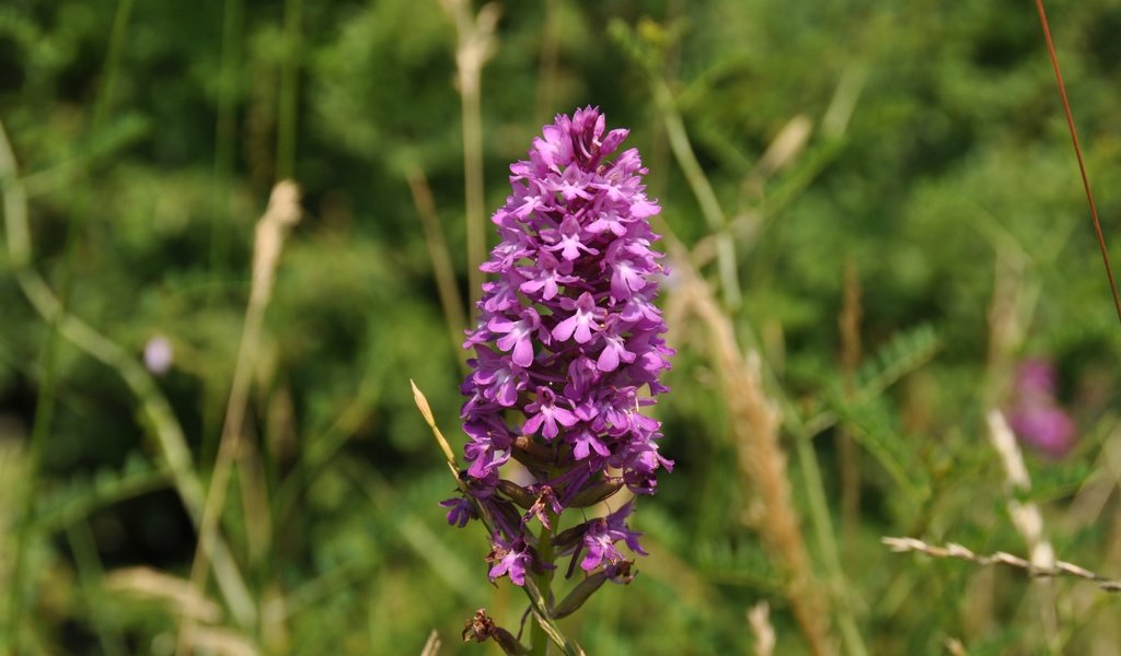 Обои природа, цветок, orchis laxiflora, болотные, ятрышник, nature, flower, marsh, orchis разрешение 4288x2848 Загрузить