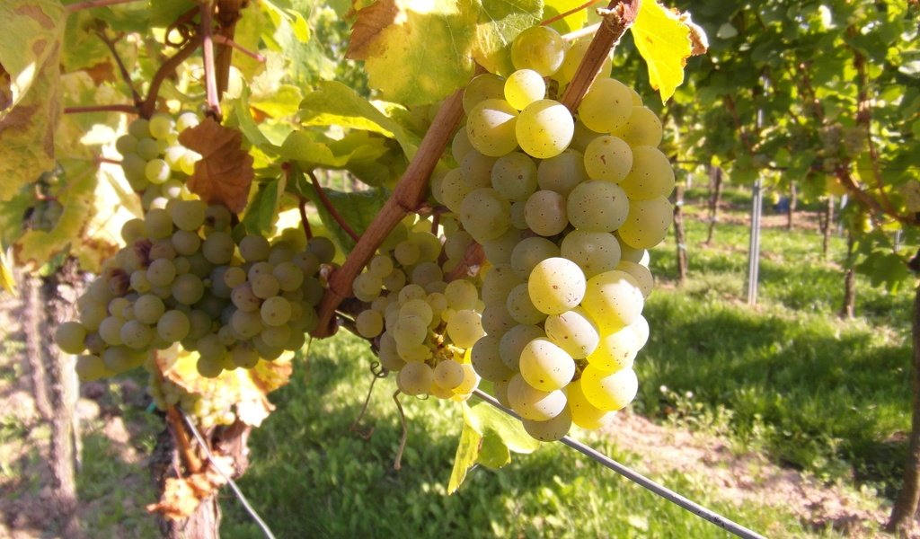 Обои виноград, фрукты, растение, кустарник, виноградная лоза, виноградник, grapes, fruit, plant, shrub, vine, vineyard разрешение 4096x3072 Загрузить