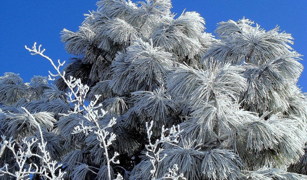 Обои снег, пихта, дерево, хвоя, зима, мороз, иней, ель, растение, холодно, cold, snow, fir, tree, needles, winter, frost, spruce, plant разрешение 3264x2448 Загрузить