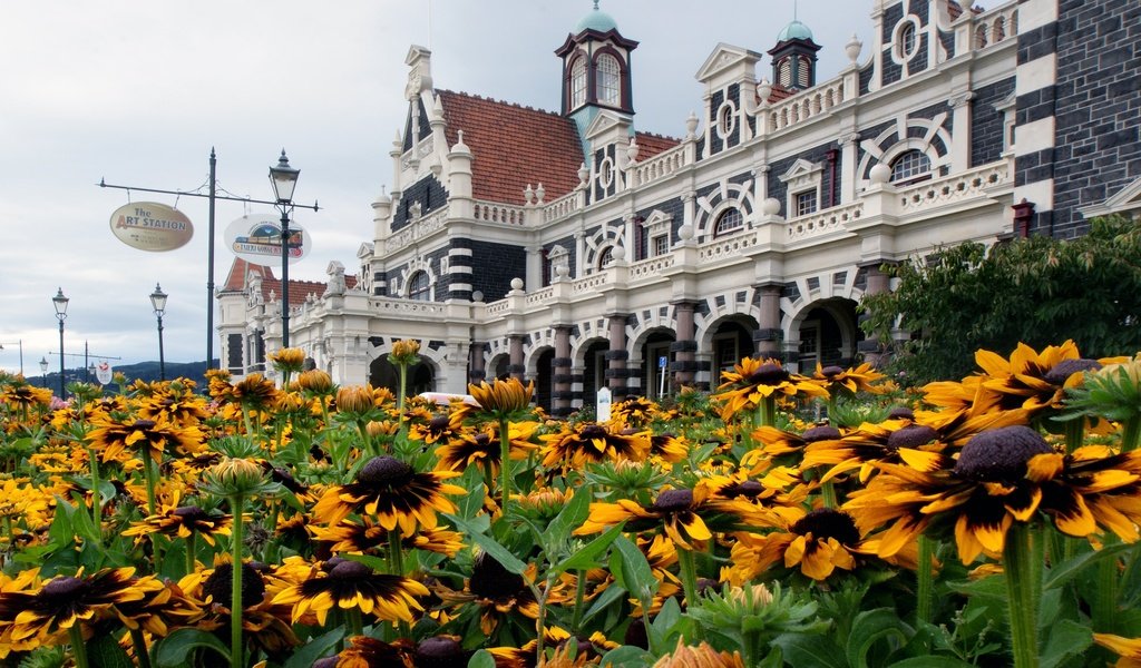 Обои цветы, архитектура, новая зеландия, рудбекия, данидин, flowers, architecture, new zealand, rudbeckia, dunedin разрешение 2400x1587 Загрузить