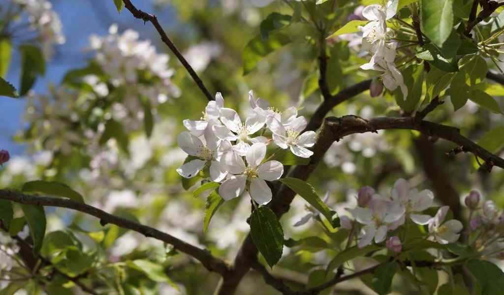 Обои цветы, природа, дерево, цветение, листья, весна, яблоня, flowers, nature, tree, flowering, leaves, spring, apple разрешение 5456x3632 Загрузить