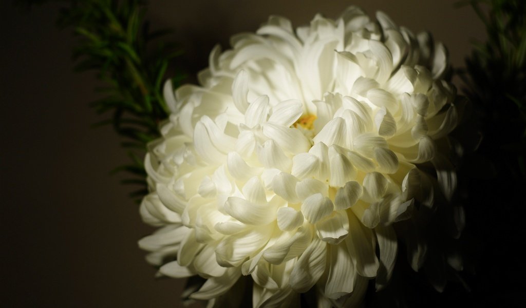 Обои цветок, лепестки, бутон, темный фон, белая, хризантема, flower, petals, bud, the dark background, white, chrysanthemum разрешение 2048x1280 Загрузить