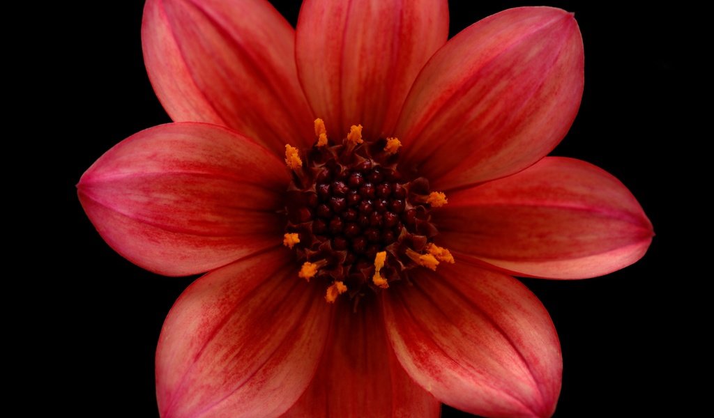 Обои цветок, лепестки, черный фон, георгин, flower, petals, black background, dahlia разрешение 2048x1412 Загрузить