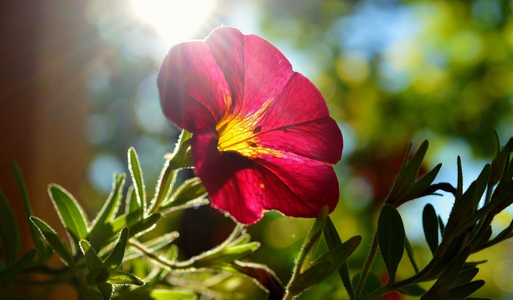 Обои листья, цветок, лепестки, солнечные лучи, мальва, leaves, flower, petals, the sun's rays, mallow разрешение 3000x1864 Загрузить