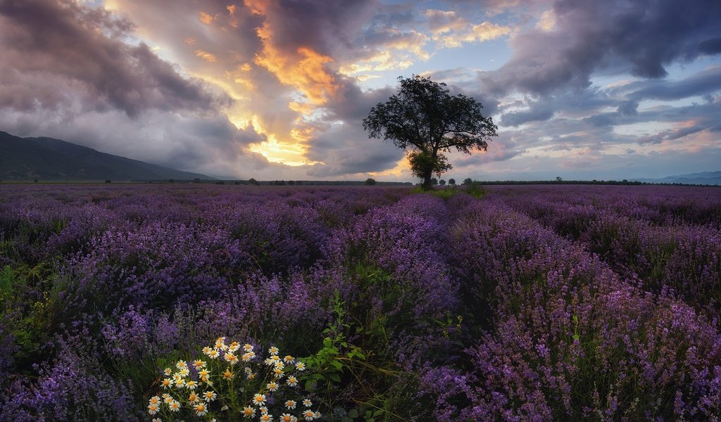 Обои небо, цветы, облака, дерево, поле, лаванда, ромашки, болгария, the sky, flowers, clouds, tree, field, lavender, chamomile, bulgaria разрешение 2000x1648 Загрузить