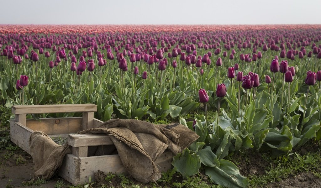 Обои цветы, бутоны, поле, весна, тюльпаны, ящик, плантация, flowers, buds, field, spring, tulips, box, plantation разрешение 2048x1318 Загрузить