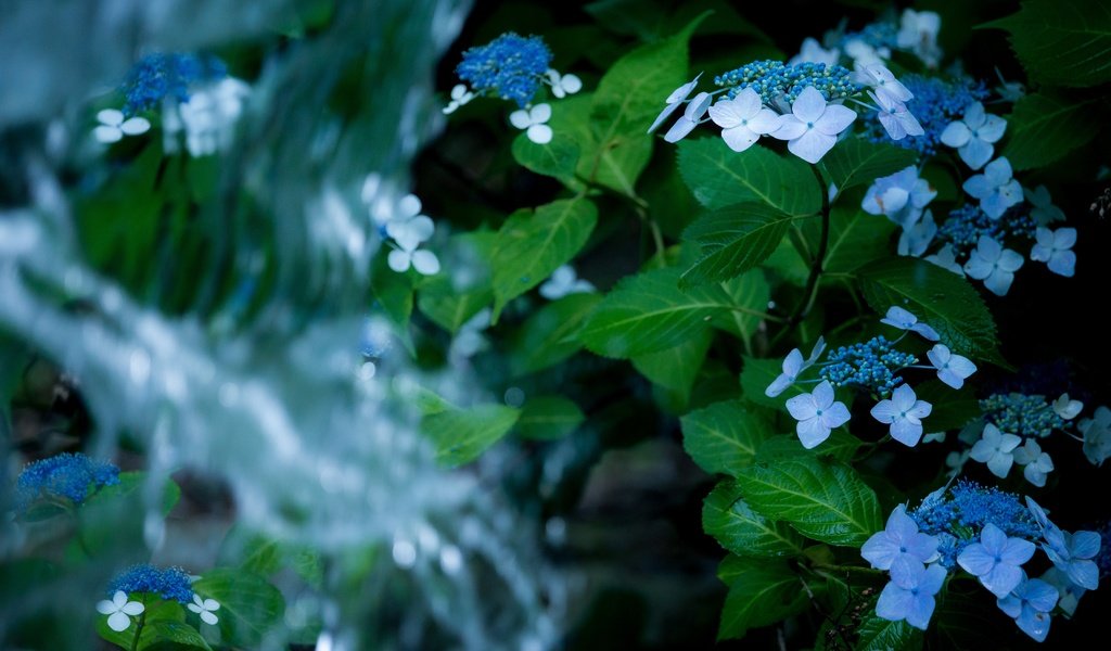 Обои цветы, вода, листья, водопад, гортензия, flowers, water, leaves, waterfall, hydrangea разрешение 6000x3375 Загрузить