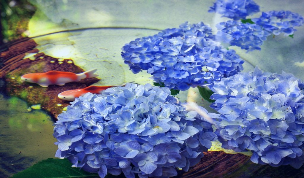 Обои цветы, вода, рыбки, рыбы, водоем, пруд, гортензия, flowers, water, fish, pond, hydrangea разрешение 5196x2923 Загрузить