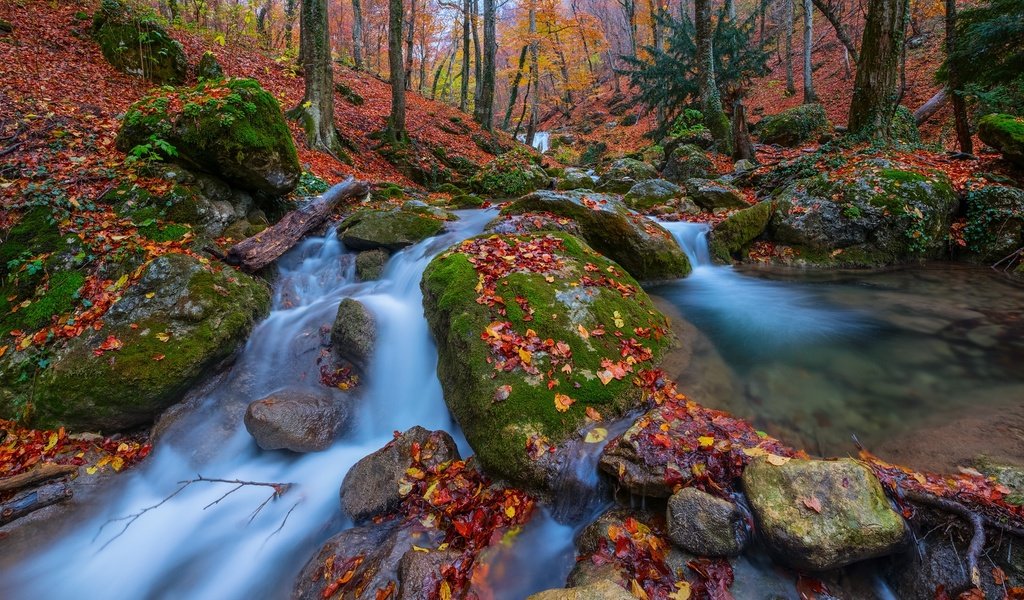 Обои деревья, камни, лес, листья, осень, россия, крым, ручьи, trees, stones, forest, leaves, autumn, russia, crimea, streams разрешение 1920x1280 Загрузить