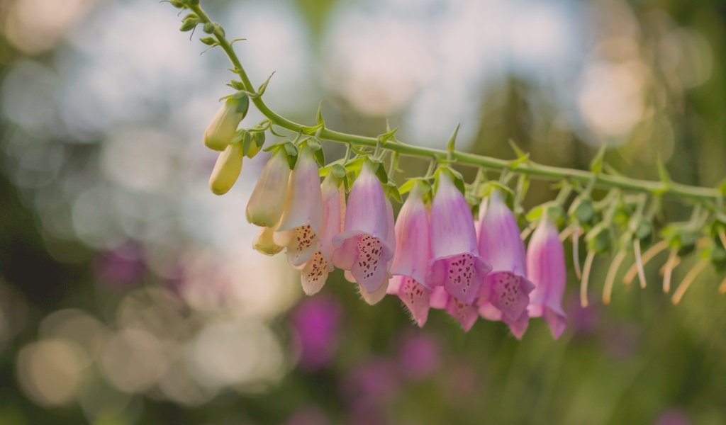 Обои цветы, макро, боке, дигиталис, наперстянка, paula w, flowers, macro, bokeh, digitalis разрешение 2400x1606 Загрузить