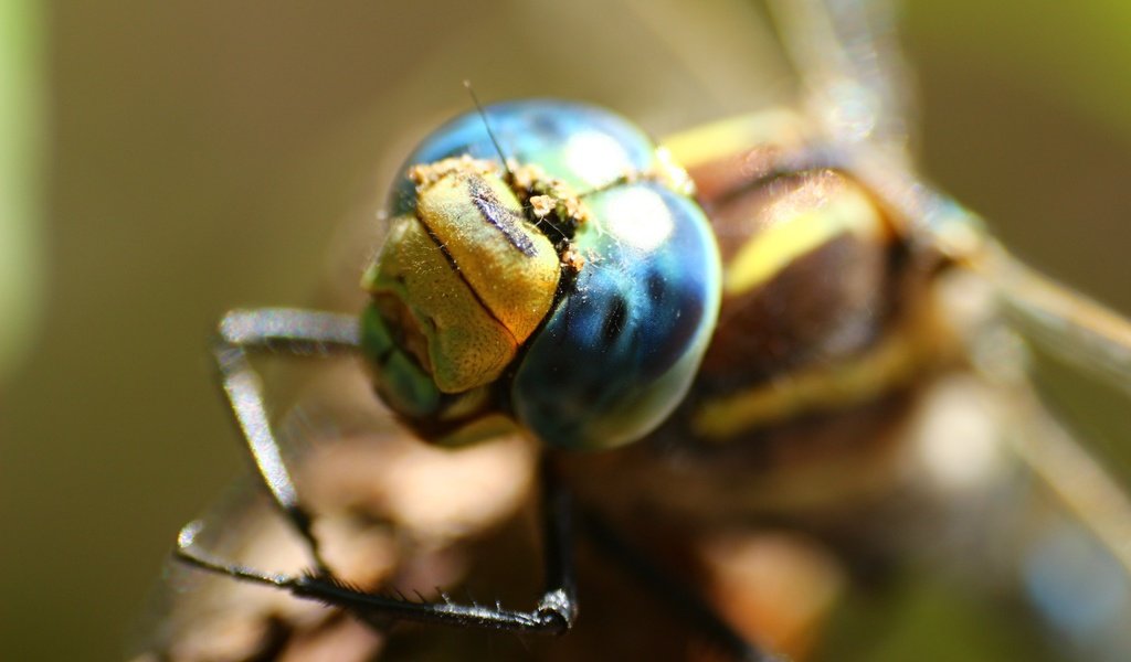 Обои глаза, макро, стрекоза, eyes, macro, dragonfly разрешение 1920x1280 Загрузить