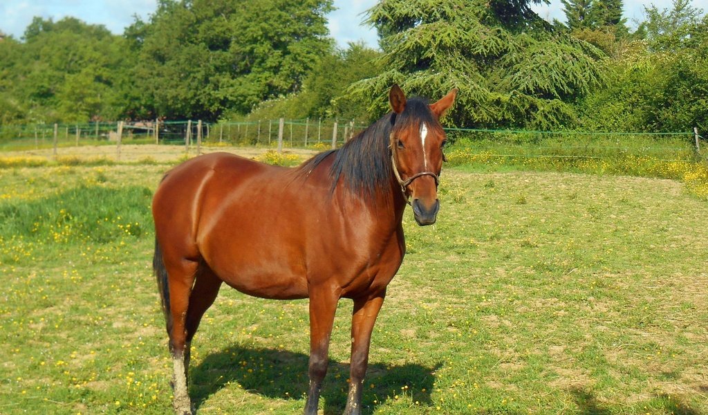 Обои лошадь, трава, луг, пастбище, конь, грива, жеребец, horse, grass, meadow, pasture, mane, stallion разрешение 3643x2802 Загрузить