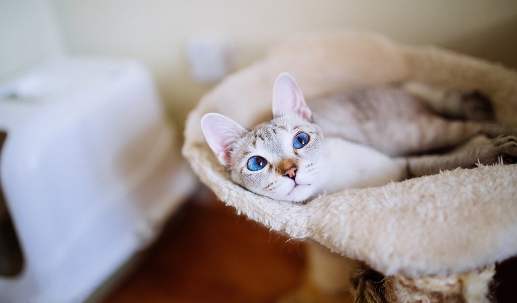 Обои кот, кошка, взгляд, комната, голубые глаза, уют, cat, look, room, blue eyes, comfort разрешение 2048x1152 Загрузить