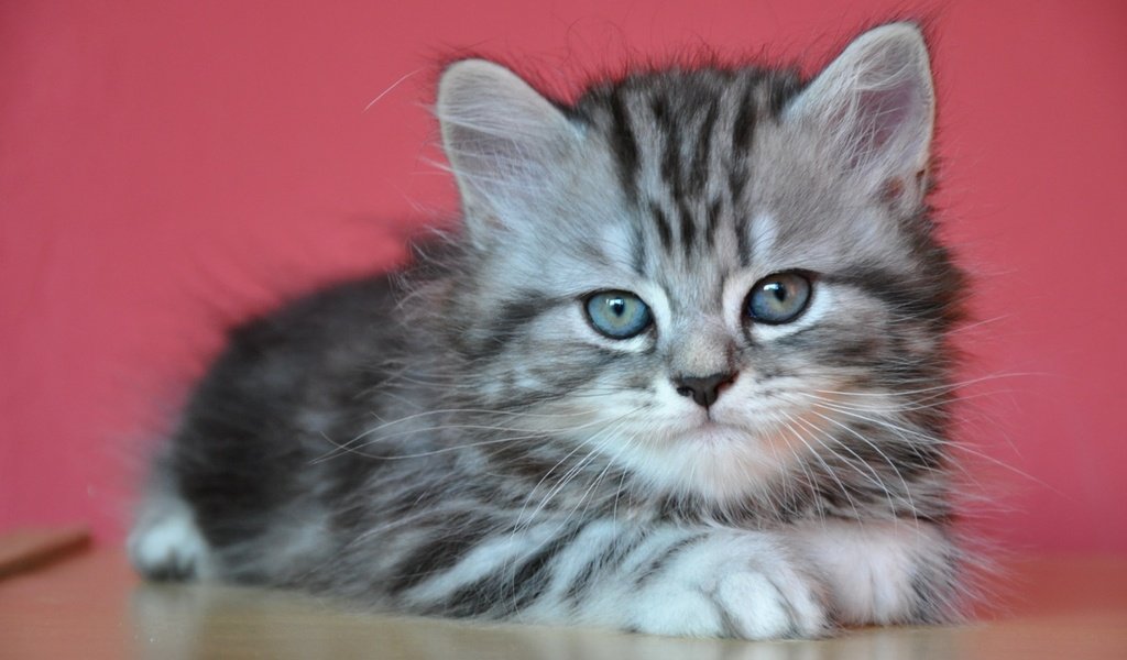 Обои кот, мордочка, усы, кошка, взгляд, котенок, серый, милый, cat, muzzle, mustache, look, kitty, grey, cute разрешение 2000x1258 Загрузить