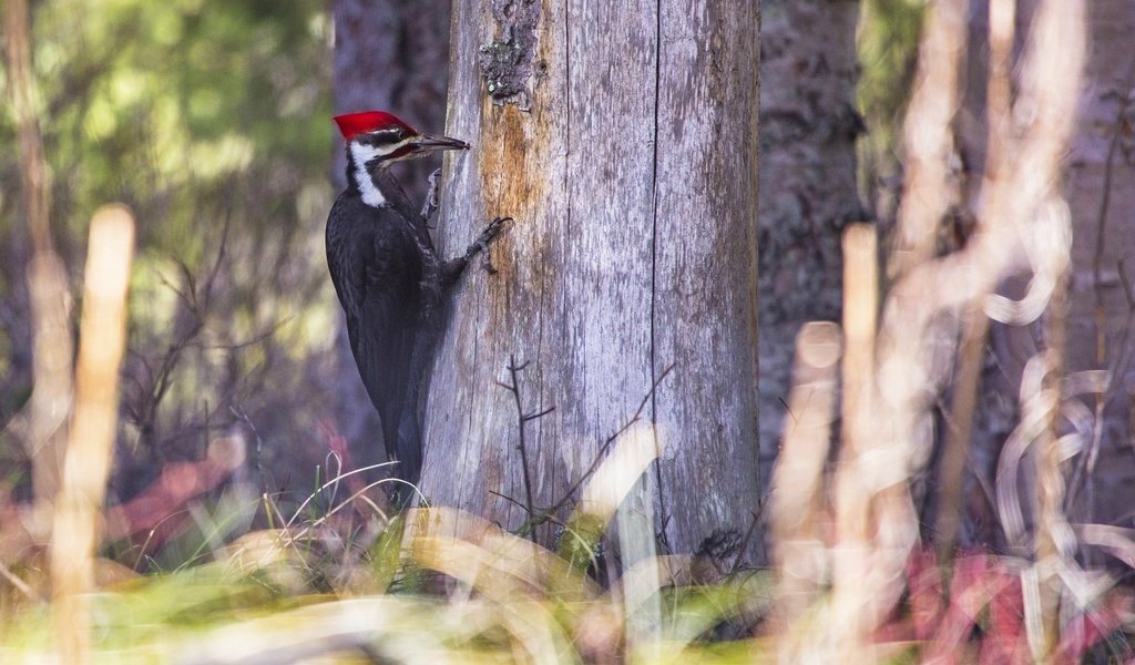 Обои природа, дерево, лес, птица, клюв, дятел, nature, tree, forest, bird, beak, woodpecker разрешение 2000x1204 Загрузить